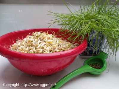 Mungbohnen Sprossen, frisch gekeimt